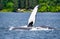 Humpback Whale Waving Pectoral Fin