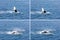 Humpback Whale Waving Tail Montage 2 Hervey Bay