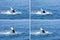 Humpback Whale Waving Tail Montage 4 Hervey Bay