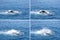 Humpback Whale Waving Tail Montage Hervey Bay