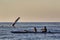 Humpback whale waving to kayakers who were whale watching nera Lahaina on Mau.