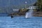 Humpback whales in Alaska