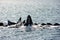 Humpback whales bubble-net feeding