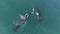 Humpback Whales and calf in a blue ocean