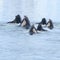 Humpback whales coming up from the ocean eating Krill.