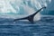 Humpback whales feeding among giant icebergs, Ilulissat, Greenland