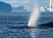 Humpback whales feeding among giant icebergs, Ilulissat, Greenland