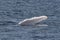 Humpback whales with flipper slapping water