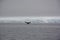 Humpback whales fluke in an iceberg field