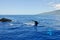 Humpback Whales in Lahaina, Maui (Hawaii)