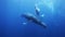 Humpback whales mother and calf in blue sea water