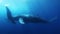 Humpback whales mother and calf in blue sea water