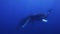 Humpback whales mother and calf in blue sea water