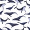 Humpback whales pattern