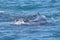 Humpback Whales at play Hervey Bay