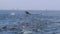 Humpback whales, sea lions and birds hunting together at Monterey Bay, USA