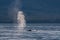 Humpback Whales Spouting