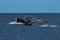 Humpback whales spyhopping and tail fluke together