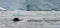 Humpback Whales surfacing through broken ice, Antarctic Peninsula