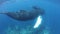 Humpback Whales Swim in the Caribbean Sea