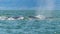 Humpback whales swimming