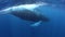 Humpback Whales Swimming at the Surface in the Caribbean Sea