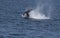 Humpback whales with tail slapping water