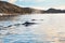 Humpback whales in western Greenland