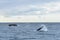 Humpback whales in wildlife