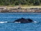 Humpbacks in Alaska