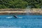 Humpbacks in Alaska