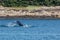 Humpbacks in Alaska