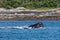 Humpbacks Feeding