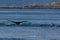 Humpbacks Feeding