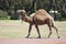 Humped Back Camel Walking