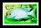 Humphead Cichlid (Haplochromis moorii), Fish serie, circa 1998