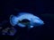 Humphead maori wrasse