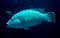 Humphead maori wrasse