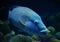 Humphead maori wrasse