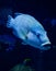 Humphead maori wrasse