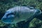 Humphead wrasse Cheilinus undulatus.