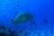 Humphead wrasse fish