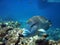 Humphead wrasse at the Great Barier Reef Australia