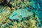 humphead wrasse or napoleon fish