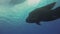 Humphead Wrasse, Napoleonfish Or Napoleon Wrasse Swimming Under Dive Boat Silhouette