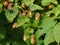 Humulus Lupulus Or Hops In Flower