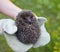 hunched hedgehog kept in the hands in protective gloves