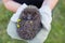 hunched hedgehog kept in the hands in protective gloves