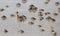 Hundred of baby crab at Bali Indonesia beach during summer