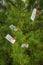 Hundred dollar bills hang on a tree. This is an evergreen spruce or pine. It`s like a Christmas tree. Dollars are fixed on